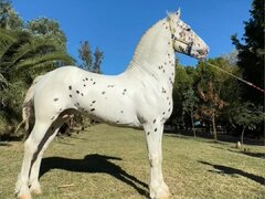 Cal de vanzare rasa frizian appaluta
