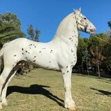 Cal de vanzare rasa frizian appaluta